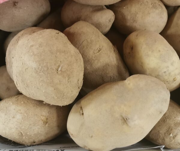 Pomme de terre Monalisa -filet 10kg