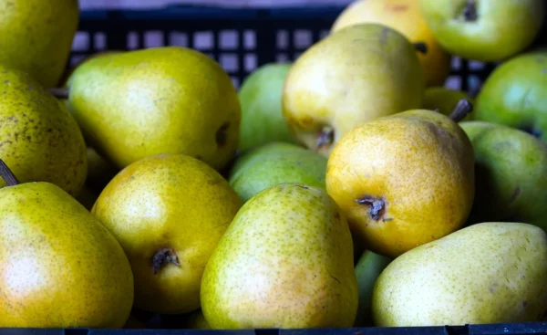 Poire Guyot Provence
