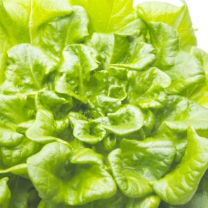 Feuille de chêne verte