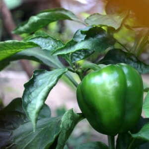 Poivron Vert