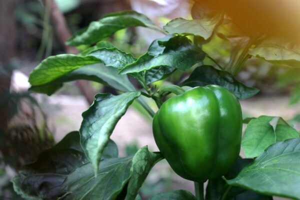 Poivron Vert