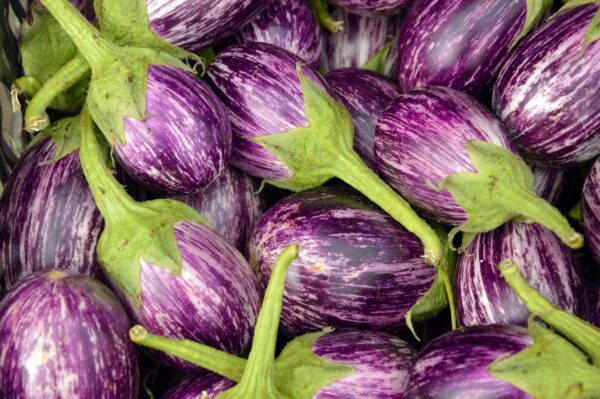 Aubergine Zébrée