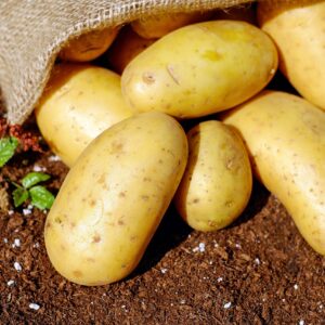 Pomme de terre nouvelle Spunta