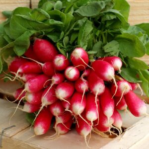Radis rose botte