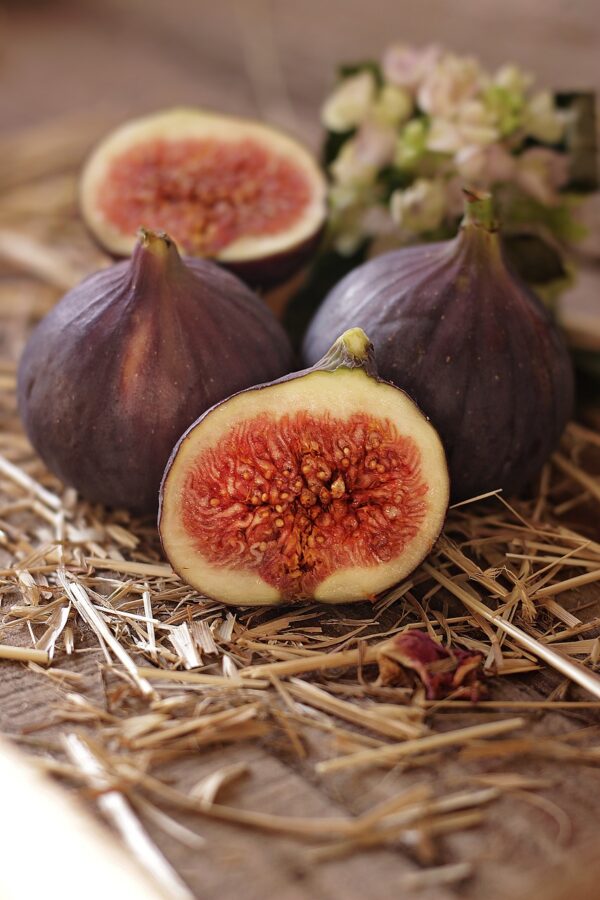 Figue noire Provence