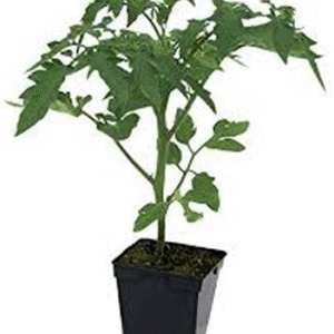 Plant Tomate Ancienne Coeur de Boeuf - pot 11cm