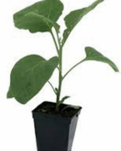 Plant Tomate Cerise Allongée Violette - pot 11cm