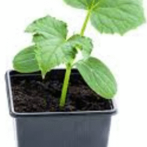 Plant Musquée de Provence - pot 11cm
