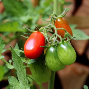 Plant Tomate Cerise Allongée rouge - pot 11cm
