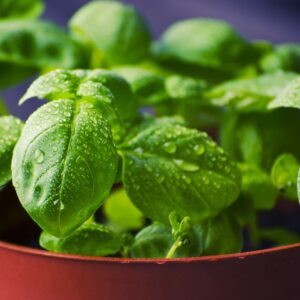 Basilic en pot