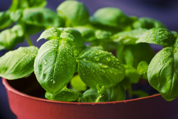 Basilic en pot