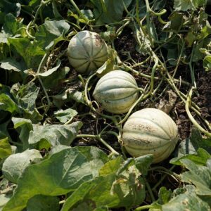 Plant Melon Charentais - pot 11cm