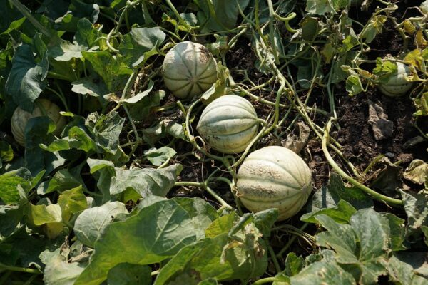 Plant Melon Charentais - pot 11cm