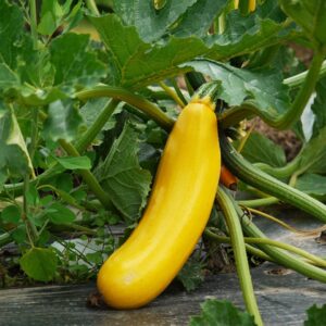 Plant Courgette Longue Jaune - pot 11cm