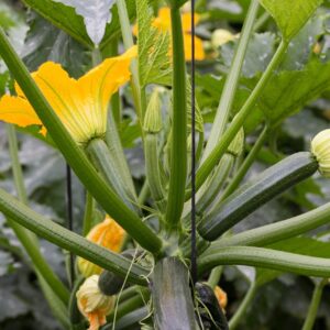 Plant Courgette Longue Verte - pot 11cm