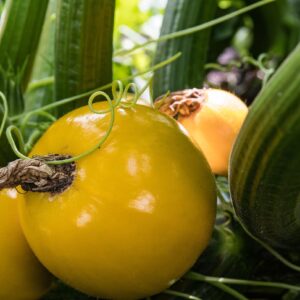 Plant Courgette Ronde Jaune - pot 11cm
