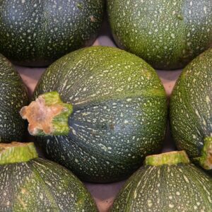 Plant Courgette Ronde Verte - pot 11cm