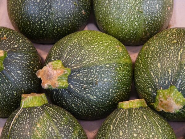 Plant Courgette Ronde Verte - pot 11cm