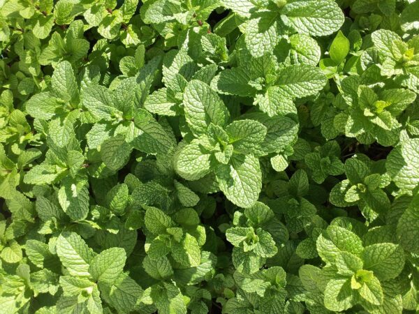 Menthe en pot