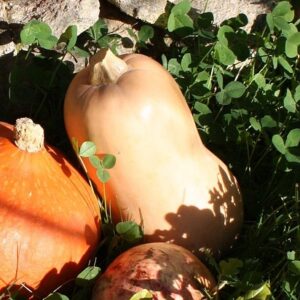 Plant Butternut - pot 11cm