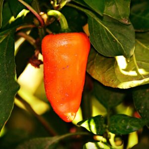 Plant Poivron Rouge - pot 11cm