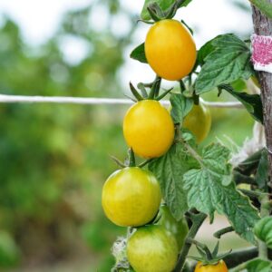 Plant Tomate Cerise Poire jaune - pot 11cm