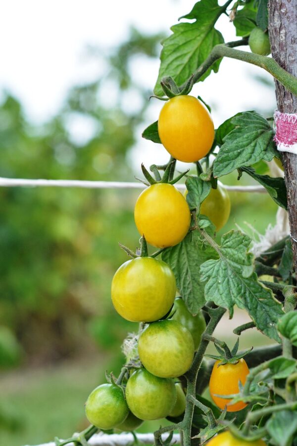 Plant Tomate Cerise Poire jaune - pot 11cm