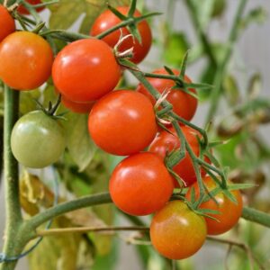 Plant Tomate Cerise Ronde Rouge Grappe - pot 11cm