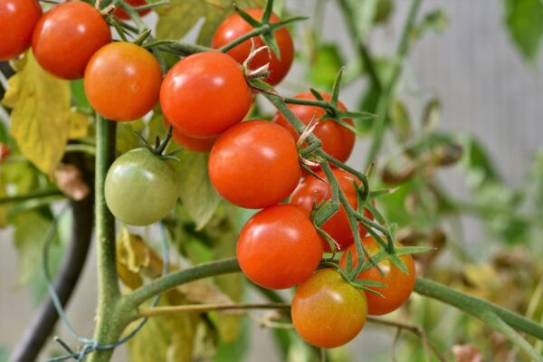 Plant Tomate Cerise Ronde Rouge Grappe - pot 11cm