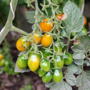 Plant Tomate Cerise Allongée orange - pot 11cm