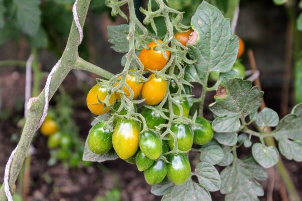 Plant Tomate Cerise Allongée orange - pot 11cm