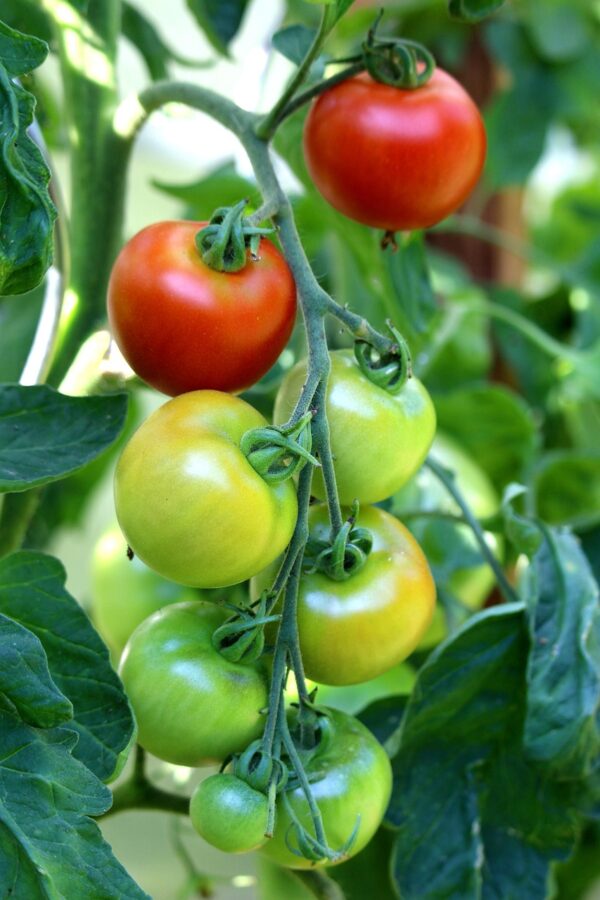 Plant Tomate Grappe Rouge - pot 11cm